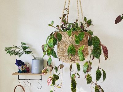 F50F1EA0-97F9-43C2-9759-AAF6682F59E4